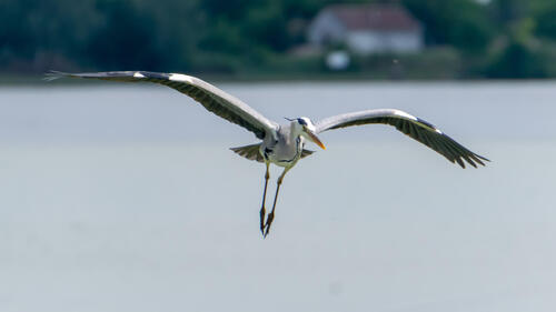 Grey heron in flight